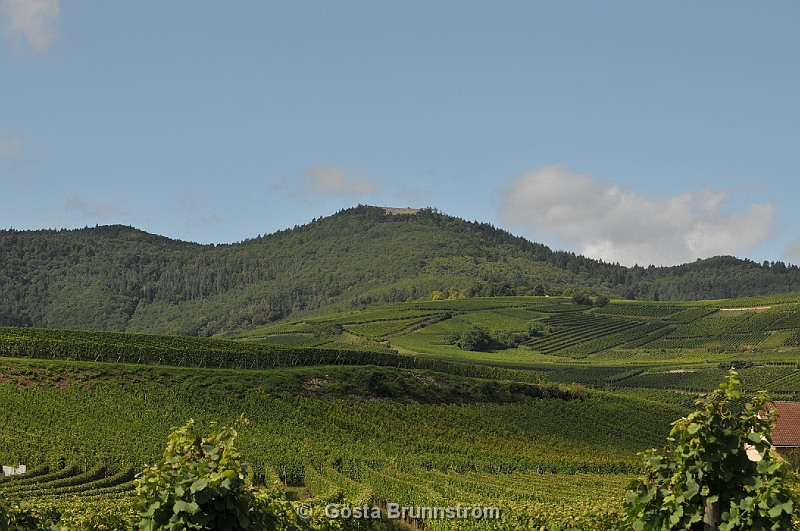DSC_3653.JPG - Givetvis lika vlordnade vingrdar i Alsace som i Piemonte.
